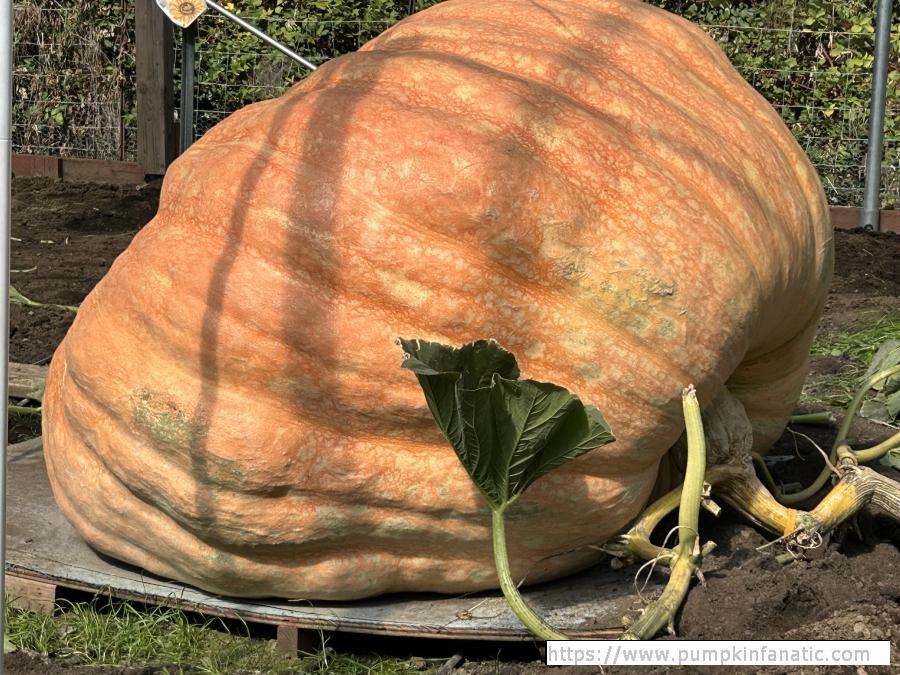 fruitImages/2204.5 Pugh 2025C.jpeg